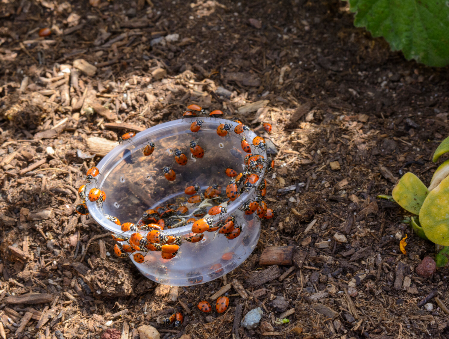 Annual Earth Day celebration, ladybug release April 6 in Apache